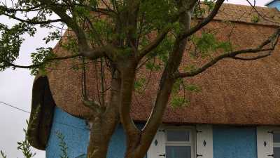 Reed over Straw thatch in County Wexford. The blue wash on the cottage makes for a striking contrast.
