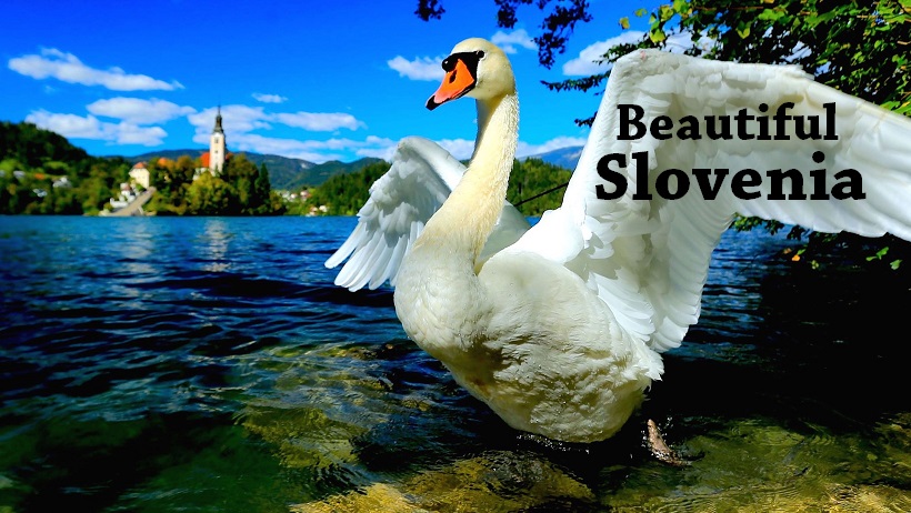 Swan at Lake Bled, Slovenia.