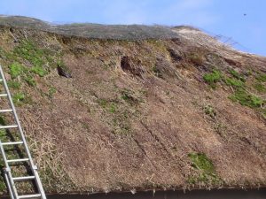 Thatched Roof in Poor Condition